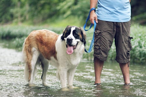 Lost Saint Bernard golden named Bentley in Moncton