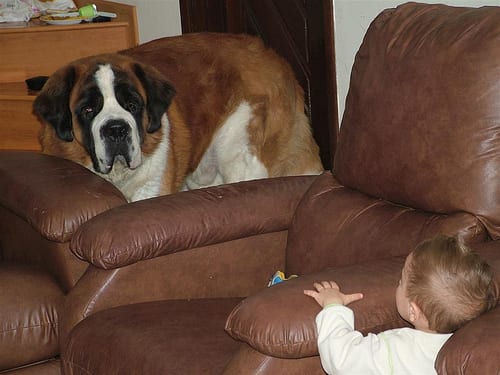 Lost Saint Bernard cream named Nala in Steinbach