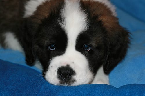 Lost Saint Bernard golden named Rocky in New Glasgow