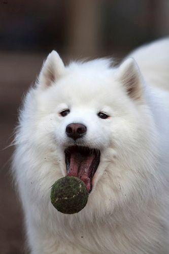 Lost Samoyed chocolate named Zoey in Greater Sudbury