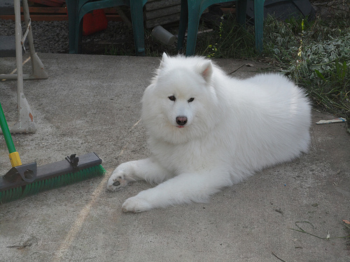 Molly