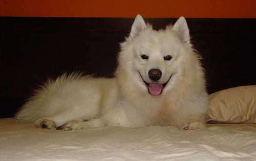 Lost Samoyed tan named Duke in St. Albert