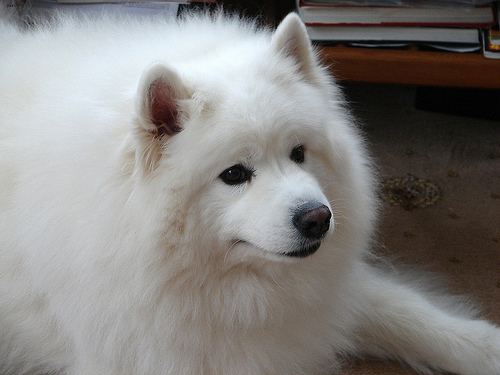 Lost Samoyed chocolate named Buddy in Toronto