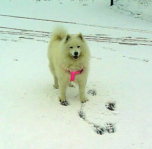 Lost Samoyed chocolate named Hazel in Toronto