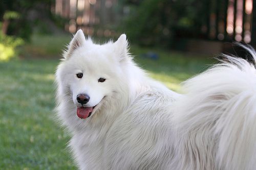 Lost Samoyed brown named Nala in Peterborough