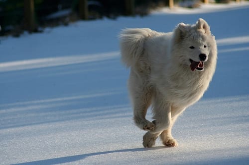 Lost Samoyed grey named Charlie in Vernon