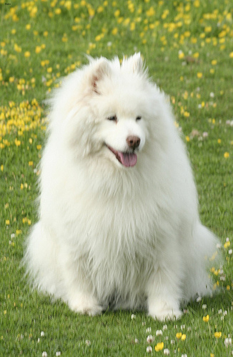 Lost Samoyed black and white named Sadie in Mississauga