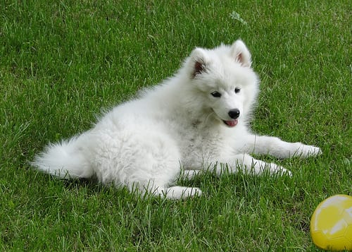 Lost Samoyed black named Zoey in St. Catharines