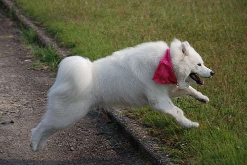 Lost Samoyed black named Cooper in Calgary