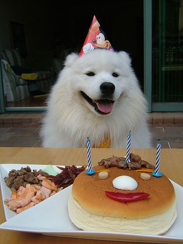 Lost Samoyed brown named Bentley in Labrador City