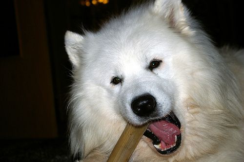 Lost Samoyed tan named Buddy in Calgary