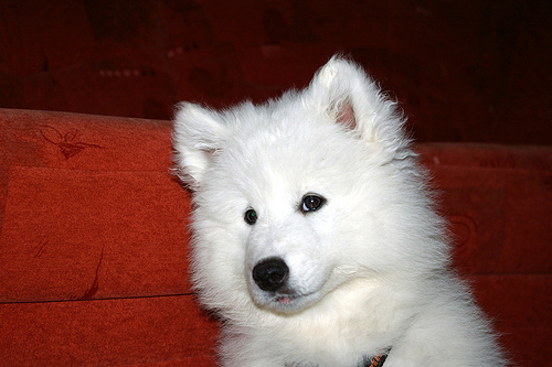 Molly