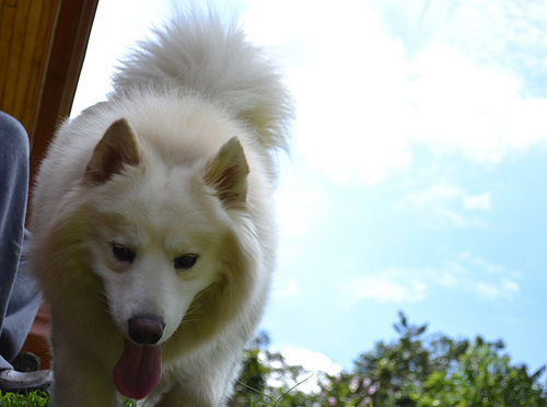 Duke