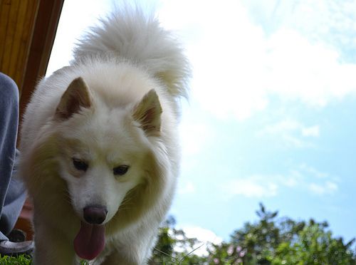 Lost Samoyed grey named Luna in Bradford West Gwillimbury