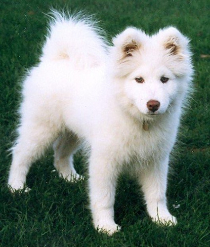 Lost Samoyed brown and white named Rocky in Toronto