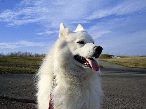 Lost Samoyed tan named Lucy in Winnipeg