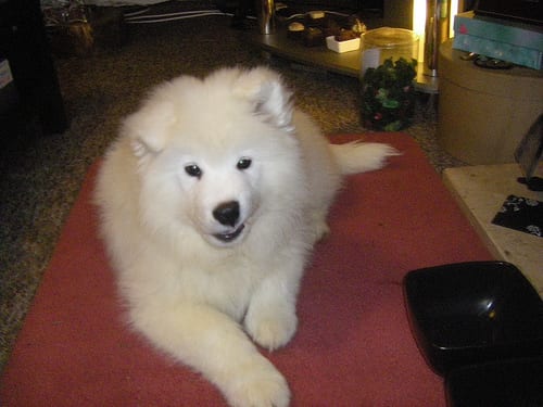 Lost Samoyed golden named Molly in Cambridge