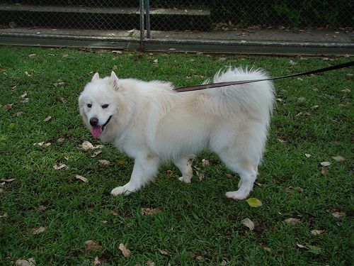 Lost Samoyed white named Tucker in Georgina