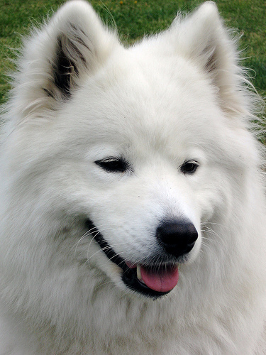 Bailey
