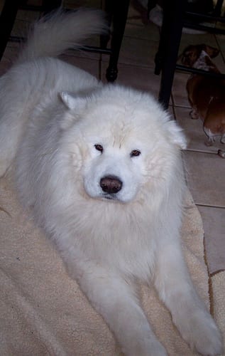 Lost Samoyed white named Charlie in Maple Ridge