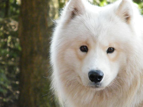 Lost Samoyed grey named Winston in Prince Rupert