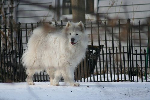 Lost Samoyed grey named Bella in Montréal