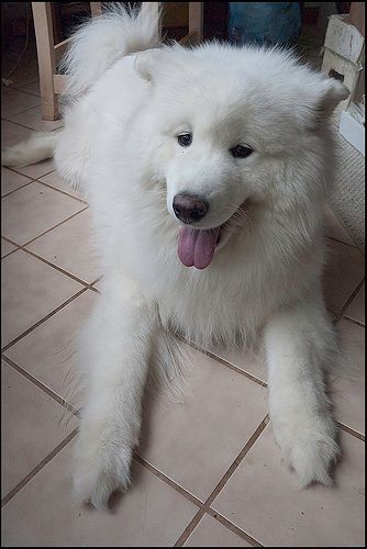 Lost Samoyed cream named Leo in Maple Ridge