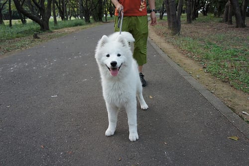 Lost Samoyed grey named Lucy in Ottawa