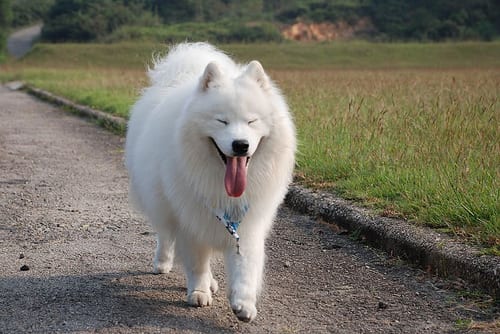 Lost Samoyed golden named Sadie in Warman