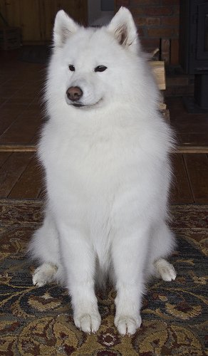 Lost Samoyed black named Tucker in Gander
