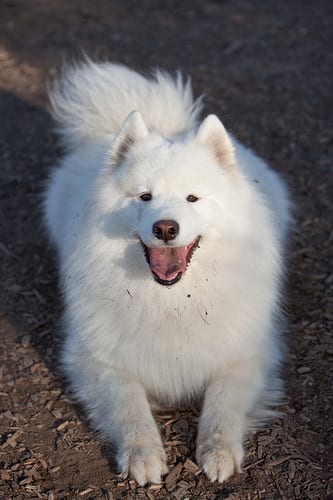 Lost Samoyed chocolate named Luna in Brampton
