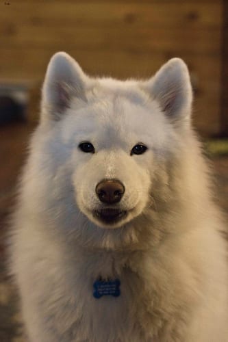 Lost Samoyed black named Maggie in Rouyn-Noranda