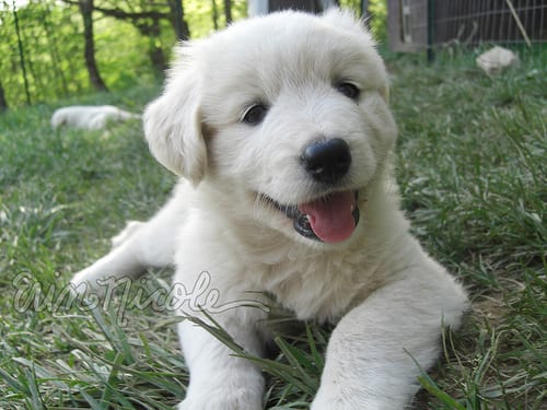 Lost Samoyed brown and white named Nala in Windsor
