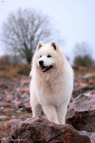 Lost Samoyed black named Sadie in Brockville