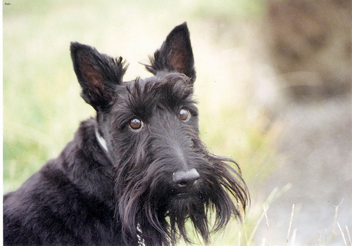 Lost Scottish Terrier grey named Sadie in Lévis