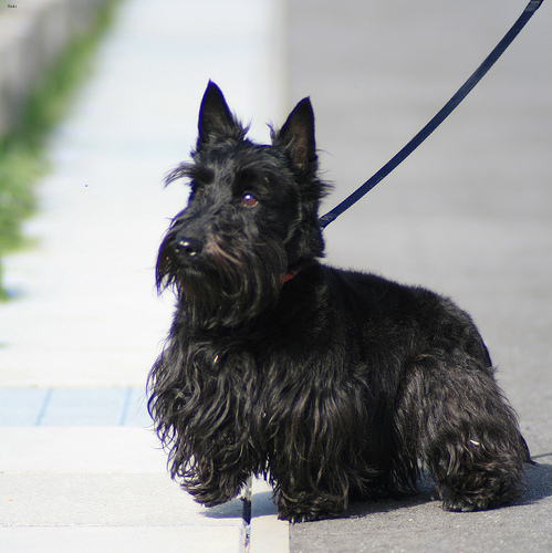 Oliver