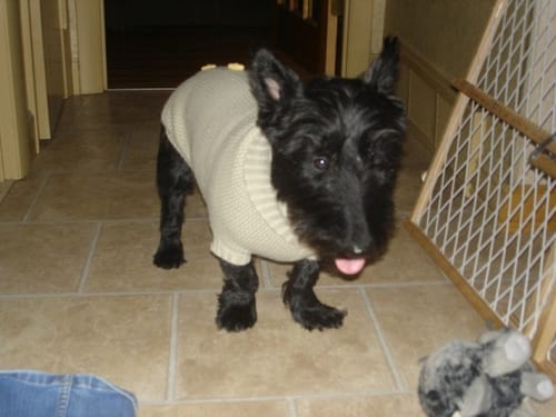 Lost Scottish Terrier black and white named Bailey in Vancouver
