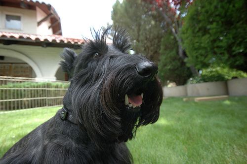 Lost Scottish Terrier black named Oliver in Miramichi