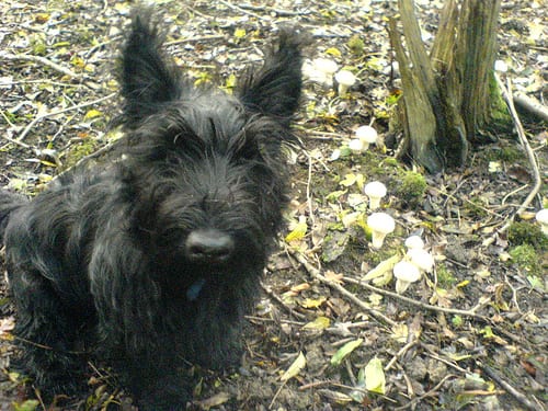 Lost Scottish Terrier brown named Tucker in Coquitlam