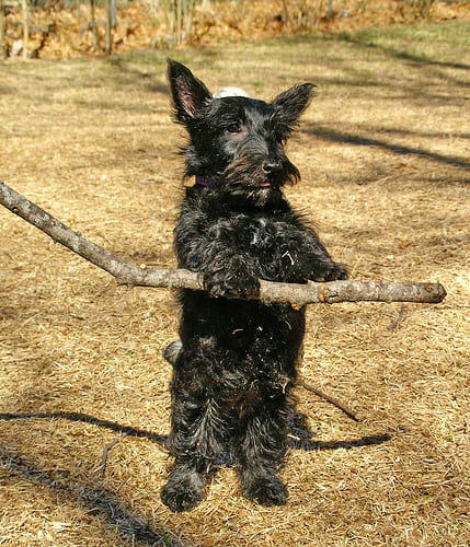 Lost Scottish Terrier white named Molly in Waterloo