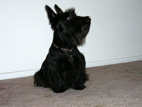 Lost Scottish Terrier black and white named Leo in Mascouche