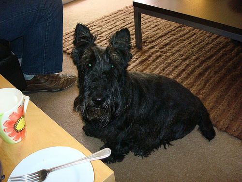 Lost Scottish Terrier white named Maggie in Montréal