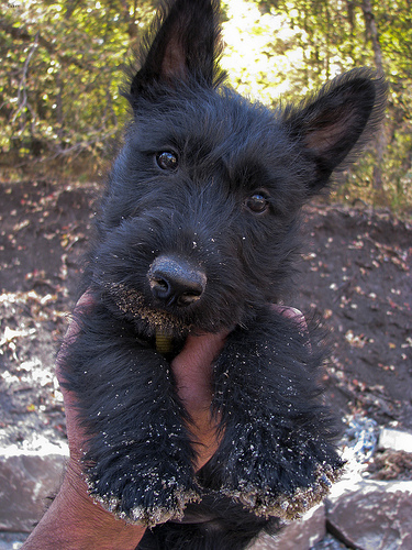 Buddy