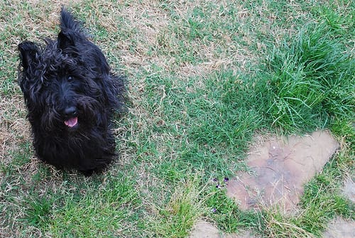 Lost Scottish Terrier golden named Bear in Granby