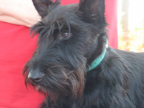 Lost Scottish Terrier brown named Tucker in Chestermere