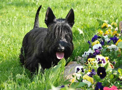 Lost Scottish Terrier black and white named Rosie in Richmond