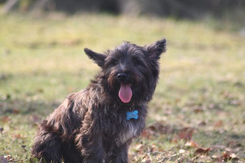 Lost Scottish Terrier black and white named Buddy in Cornwall