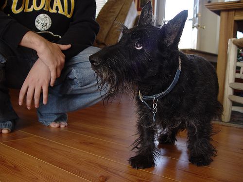 Lost Scottish Terrier tan named Cooper in Surrey