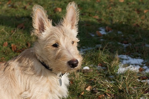 Lost Scottish Terrier black named Sadie in Port Coquitlam