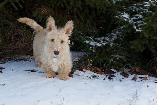 Lost Scottish Terrier brown and white named Daisy in Gander